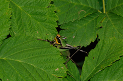 Eupholidoptera chabrieri