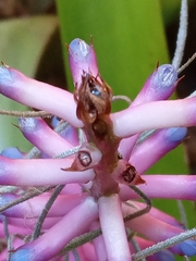 Aechmea gamosepala