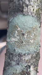 Lecanora strobilina