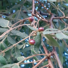 Bursera cuneata