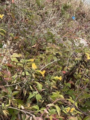 Diplacus aurantiacus