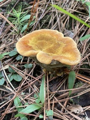 Phaeolus