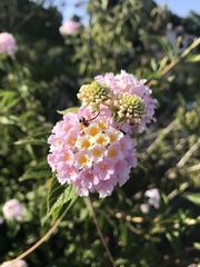 Lantana achyranthifolia