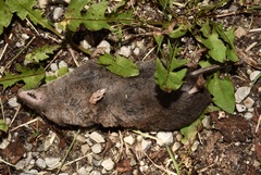 Blarina brevicauda