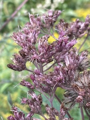 Eutrochium maculatum