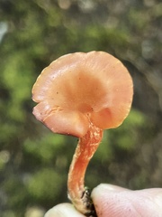 Laccaria laccata