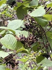 Taphrina robinsoniana