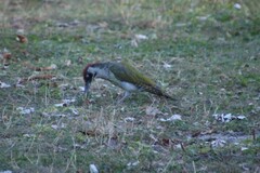 Picus viridis