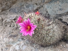 Mammillaria grahamii
