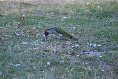 Picus viridis