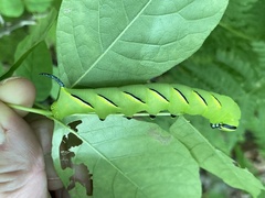 Sphinx kalmiae
