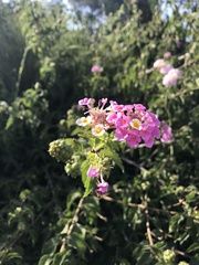 Lantana achyranthifolia