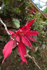 Euphorbia pulcherrima