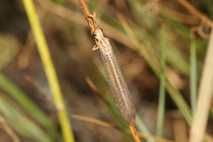 Macronemurus appendiculatus