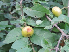 Meyna laxiflora