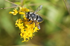 Megachile mendica