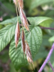 Bromus ciliatus