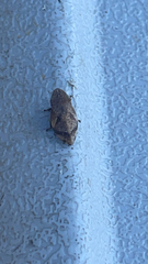 Lepyronia quadrangularis