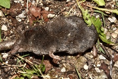 Blarina brevicauda