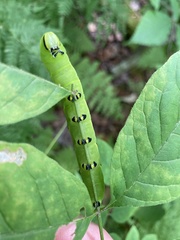 Sphinx kalmiae