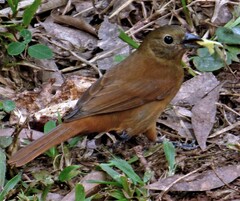 Tachyphonus coronatus