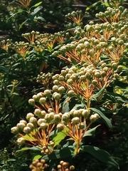 Spiraea prunifolia