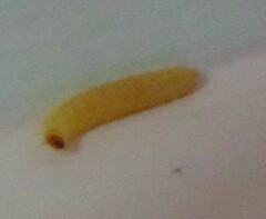 Plodia interpunctella