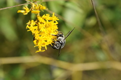 Megachile mendica