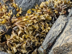 Fucus