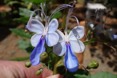 Rotheca myricoides