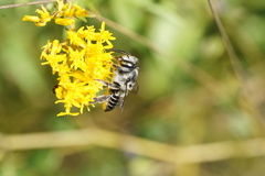 Megachile mendica