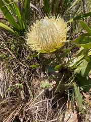 Protea