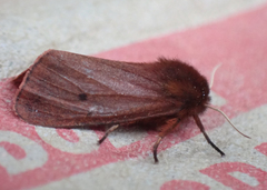 Phragmatobia fuliginosa