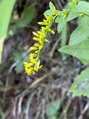 Solidago ulmifolia