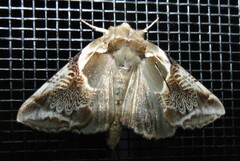 Habrosyne scripta