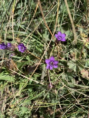 Gentianella caucasea