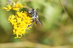 Megachile mendica