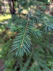 Picea engelmannii