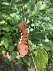 Eumorpha pandorus