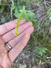 Solidago ulmifolia