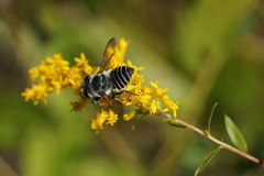 Megachile mendica