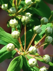 Spiraea prunifolia