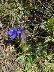 Gentiana septemfida