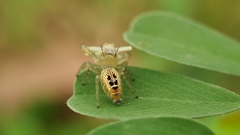 Thyene imperialis