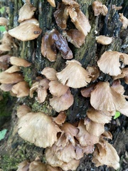 Crepidotus mollis