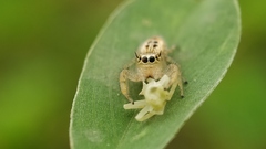 Thyene imperialis