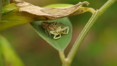 Thyene imperialis