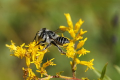 Megachile mendica
