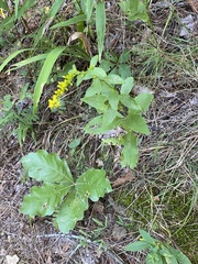 Solidago ulmifolia