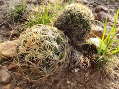 Coryphantha radians